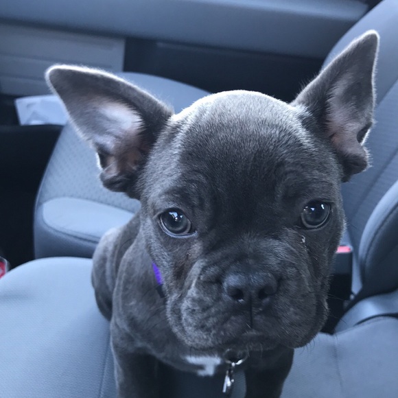 Meet your Posher, Carley - Picture 1 of 1